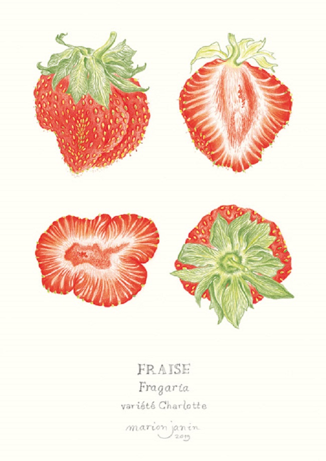 planche botanique représetant une fraise