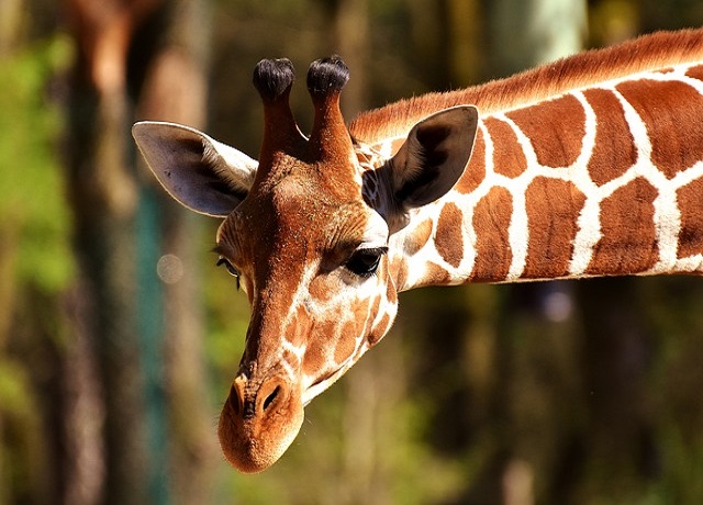 la tête d'une girafe