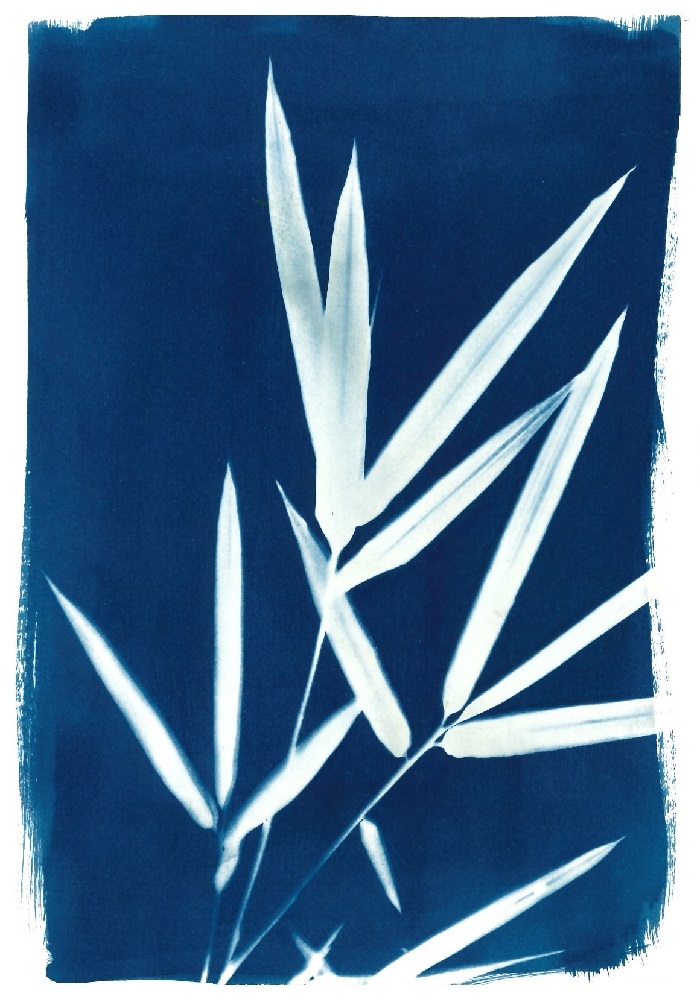 bambou en cyanotype