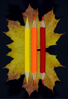 deux feuiles d'arbre et trois crayons de couleurs