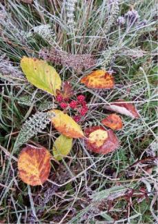 des feuilles d'automne et des baies sur l'herbe