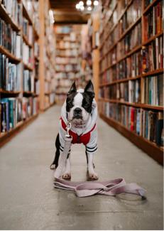 une bouledogue entre des rayonnages de livres