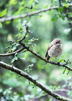 Un oiseau sur une branche