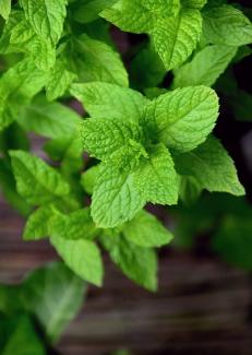 des feuilles de menthe