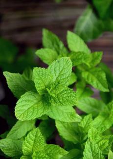 des feuilles de menthe