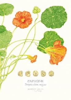 la planche de la capucine