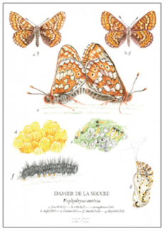 une des planches exposées représentant un papillon