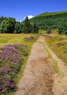 un chemin et des montagne boisées