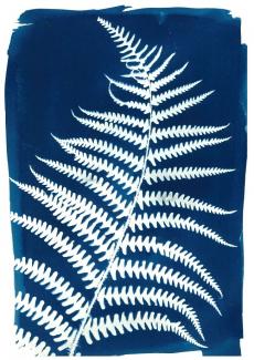 photo d'une fougère en cyanotype