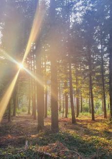 photo d'un rayon de soleil entre les arbres