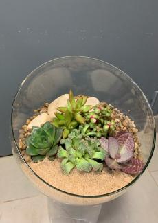 photo d'un terrarium