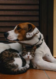 photo d'un chien et d'un chat