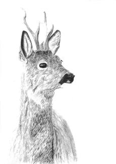 dessin d'un chevreuil