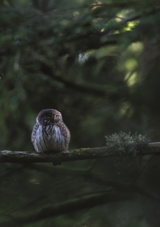 photographie d'une chouette - Mathieu Ausanneau