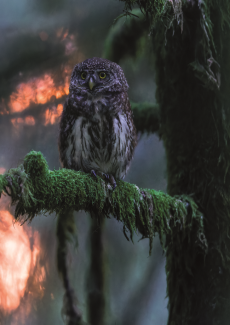 photo de chouette - Mathieu Ausanneau